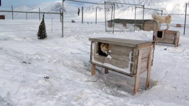 Basis van slede honden team malamute husky Eskimo op Noordpool in Noordpoolgebied. — Stockvideo