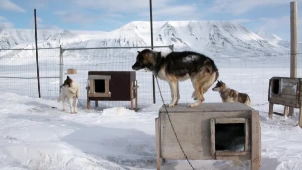 Base de trineo perro equipo malamute husky esquimal en Polo Norte en el Ártico . — Vídeo de stock