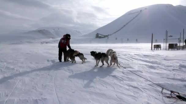 Expédition de personnes sur la route esquimaude husky d'équipe de traîneau à chien du pôle Nord en Arctique . — Video