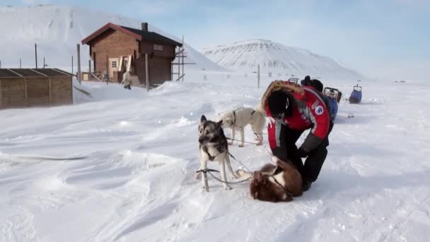 Lidé-expedice na psím spřežením tým husky Eskimo silnici Severní pól v Arktidě. — Stock video