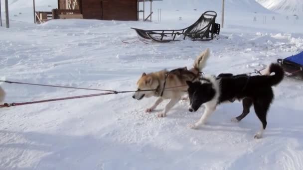 Sled dog team husky Eskimo rest on white snowy road of North Pole in Arctic. — Stock Video