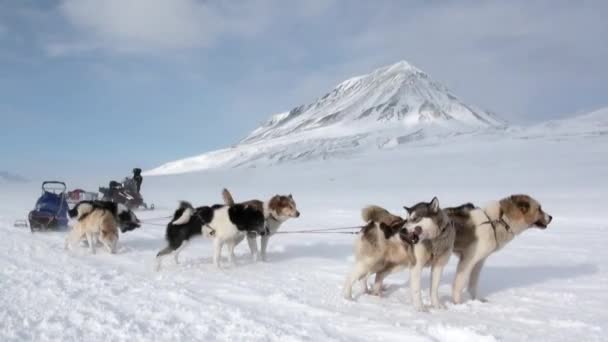 Menschen Expedition auf Hundeschlitten Team Husky eskimo Straße des Nordpols in der Arktis. — Stockvideo