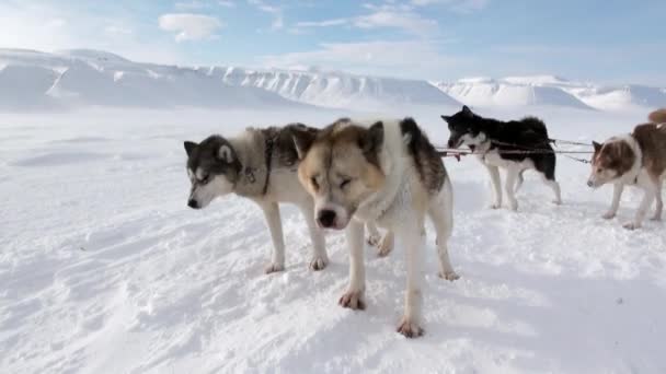 Trineo perro equipo husky esquimal resto en blanco nevado carretera de Polo Norte en el Ártico . — Vídeos de Stock