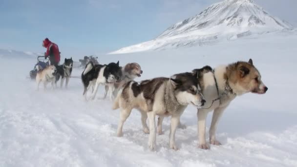 Adam köpek kızağı üzerinde takım husky Eskimo kutup kuzey kutbunda beyaz karlı yol üzerinde. — Stok video