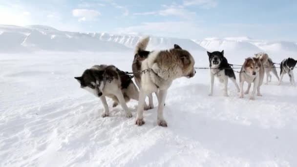 Psí spřežení husky Eskymo spočívat na bílé zasněžené cestě ze severního pólu v Arktidě. — Stock video