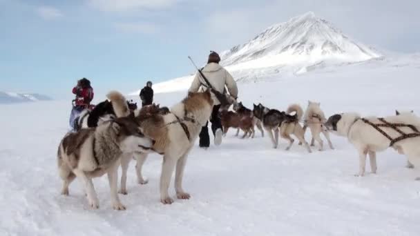 Люди експедиції на собачих упряжках команда husky ескімосів дорозі Північного полюса в Арктиці. — стокове відео