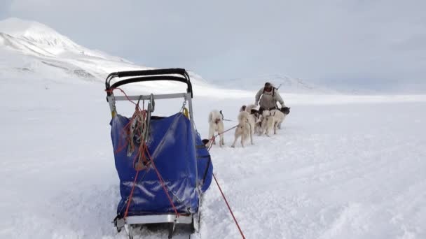 Manand dog sled team husky Eskimo white snowy road of North Pole in Arctic. — Stock Video