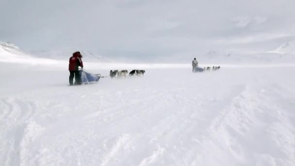 Man riding dog sled team husky Eskimo white snowy road of North Pole in Arctic. — Stock Video