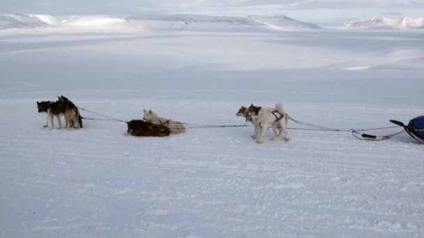 Trineo perro equipo husky esquimal resto en blanco nevado carretera de Polo Norte en el Ártico . — Vídeos de Stock