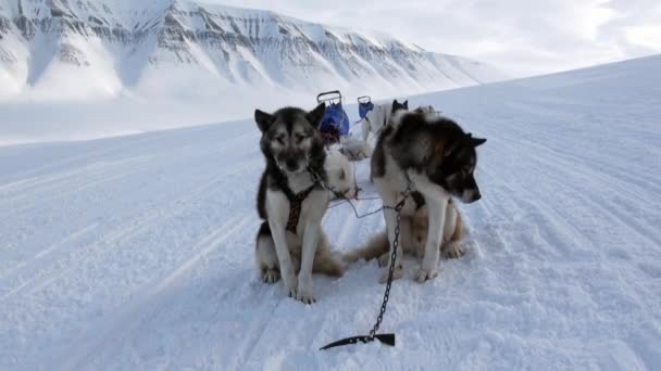 Sled dog team husky Eskimo rest on white snowy road of North Pole in Arctic. — Stock Video
