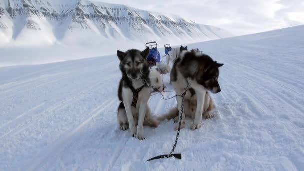 Psich zaprzęgów zespół husky Eskimo odpoczynku na biały zaśnieżonej drodze bieguna północnego w Arktyce. — Wideo stockowe