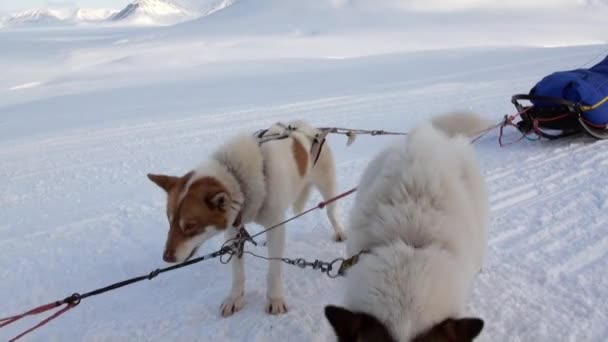 Sled dog team husky Eskimo rest on white snowy road of North Pole in Arctic. — Stock Video