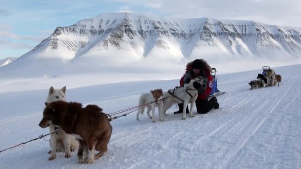 Man at base of dog sled team husky eskimo on North Pole in Arctic. — Stock Video