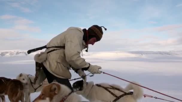 Mand ved foden af hundeslædeholdet husky eskimo på Nordpolen i Arktis . – Stock-video