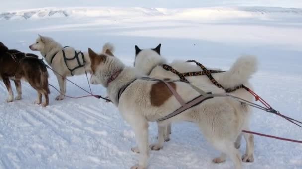 Slede honden team malamute husky Eskimo rusten op achtergrond van sneeuw in Noordpoolgebied. — Stockvideo