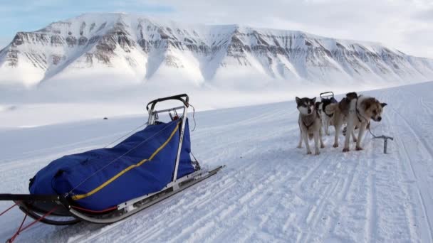 Man paardrijden trekhonden team husky Eskimo wit besneeuwde weg van de Noordpool in Noordpoolgebied. — Stockvideo