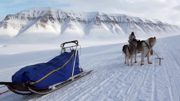 Man riding dog sled team husky Eskimo white snowy road of North Pole in Arctic. — Stock Video