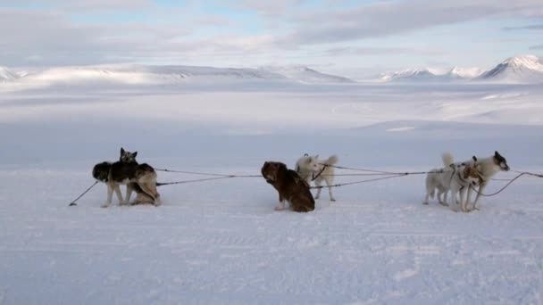 Эскимосская команда саней отдыхает на белой снежной дороге Северного полюса Арктики . — стоковое видео