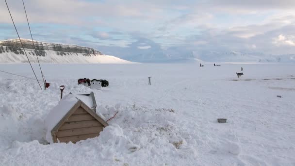 Sled dog team malamute husky Eskimo rest on background of glacier in Arctic. — Stock Video