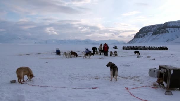 Gente expedición en trineo perro equipo husky camino esquimal del Polo Norte en el Ártico . — Vídeos de Stock