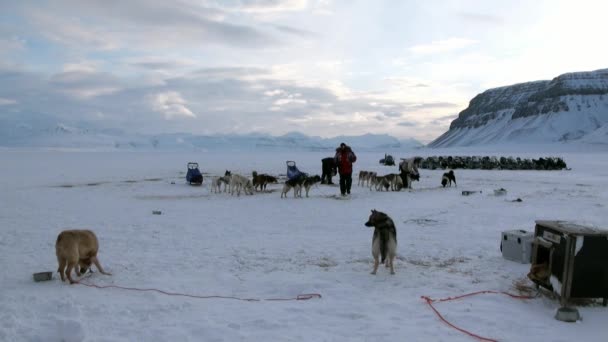 Gente expedición en trineo perro equipo husky camino esquimal del Polo Norte en el Ártico . — Vídeo de stock