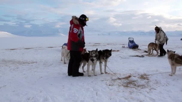 Люди експедиції на собачих упряжках команда husky ескімосів дорозі Північного полюса в Арктиці. — стокове відео