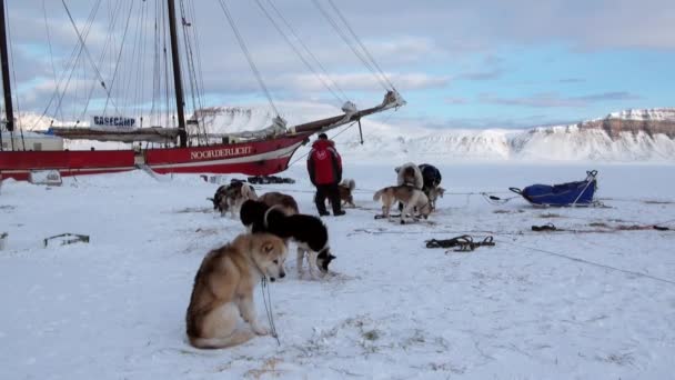 Psich zaprzęgów zespołu husky eskimo w pobliżu żaglówkę Noorderlicht w Arktyce. — Wideo stockowe