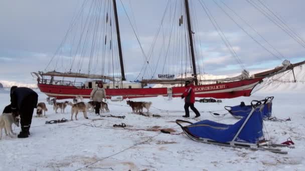 Hondenslee team husky eskimo in de buurt van zeilboot Noorderlicht in Noordpoolgebied. — Stockvideo