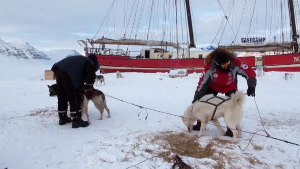 Psím spřežením tým husky Eskymo poblíž plachetnici Noorderlicht v Arktidě. — Stock video