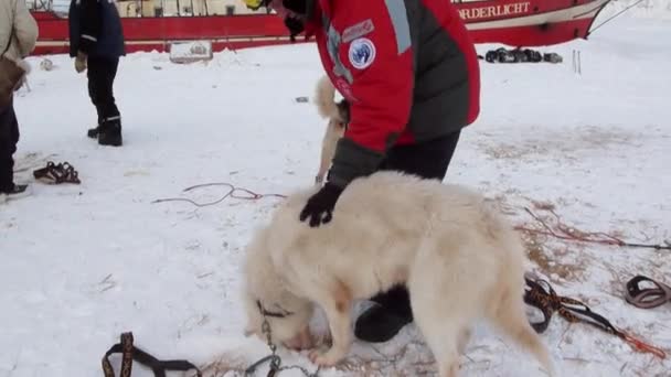 Dog sled team husky eskimo near sailboat Noorderlicht in Arctic. — Stock Video