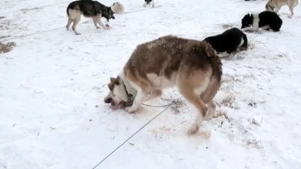 Equipo de perros de trineo malamute esquimal haski comer carne de Polo Norte en el Ártico . — Vídeo de stock