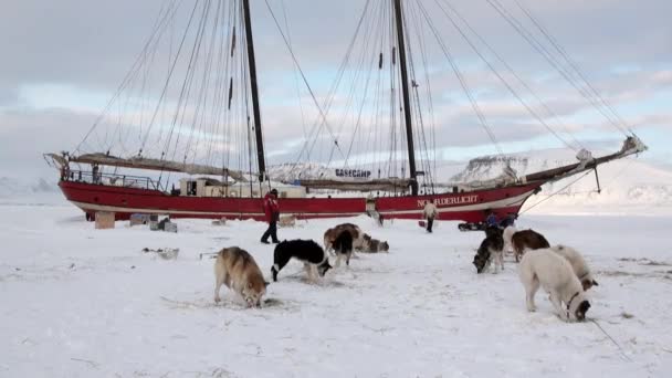 Dog sled team husky eskimo on sailboat Noorderlicht in Arctic. — Stock Video