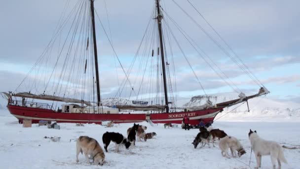Команда собачьих упряжек хаски эскимо на паруснике Noorderlicht в Арктике . — стоковое видео