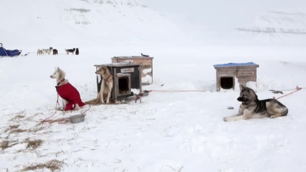 Expedição de pessoas em equipe de trenó cão husky Estrada esquimó do Pólo Norte no Ártico . — Vídeo de Stock