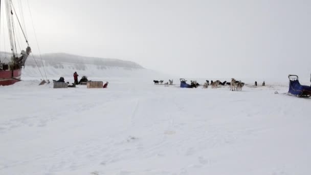 Emberek expedíció kutyaszán csapat husky eszkimó úton az Északi-sark, Északi-sark. — Stock videók