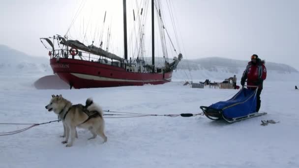 People expedition on dog sled team husky Eskimo road of North Pole in Arctic. — Stock Video