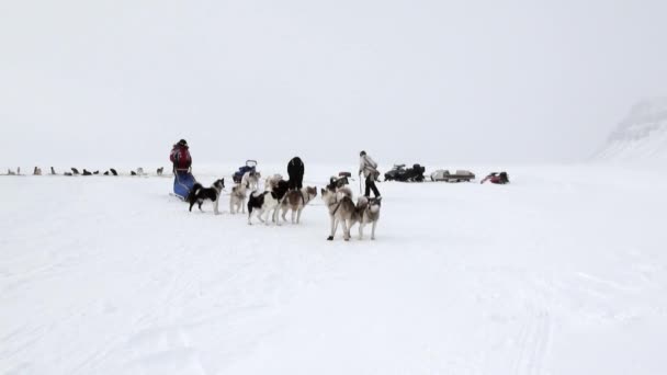 People expedition on dog sled team husky Eskimo North Pole in Arctic. — Stock Video