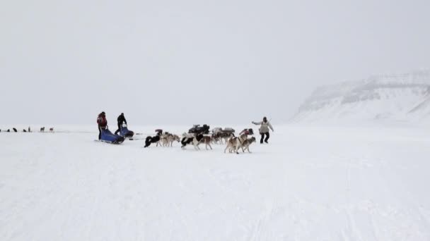 Köpek kızağı yolculukta insanların takım husky Eskimo Kuzey kutbunda Arctic. — Stok video