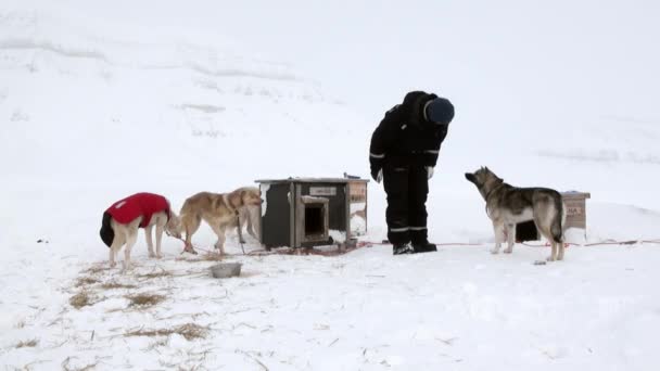 Lidé-expedice na psím spřežením tým husky Eskimo silnici Severní pól v Arktidě. — Stock video