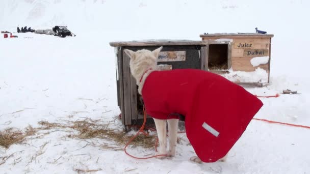 Equipe de cães trenó malamute husky esquimó resto no Ártico . — Vídeo de Stock