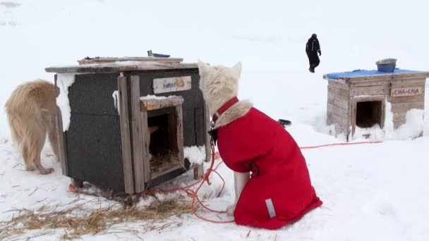 Traîneau chien équipe malamute husky Esquimau repos en Arctique . — Video