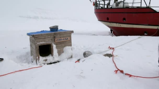 Equipe de cães trenó malamute husky esquimó resto no Ártico . — Vídeo de Stock