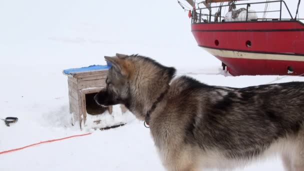 Sled dog team malamute husky Eskimo rest in Arctic. — Stock Video