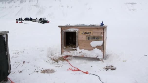 Traîneau chien équipe malamute husky Esquimau repos en Arctique . — Video