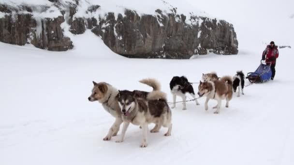 Man riding dog sled team on white snowy road of North Pole in Arctic. — Stock Video