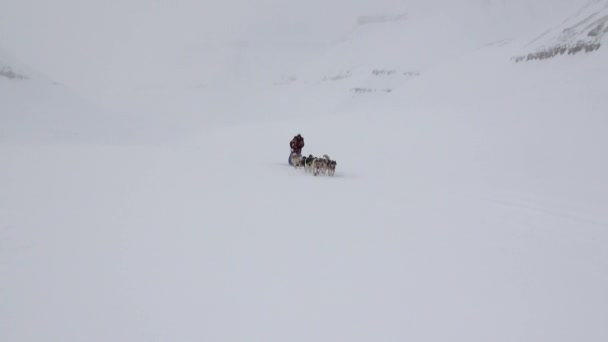 Ο άνθρωπος που το σκυλί έλκηθρο ομάδας ιππασίας στο λευκό χιονισμένο δρόμο του βόρειου πόλου στην Αρκτική. — Αρχείο Βίντεο