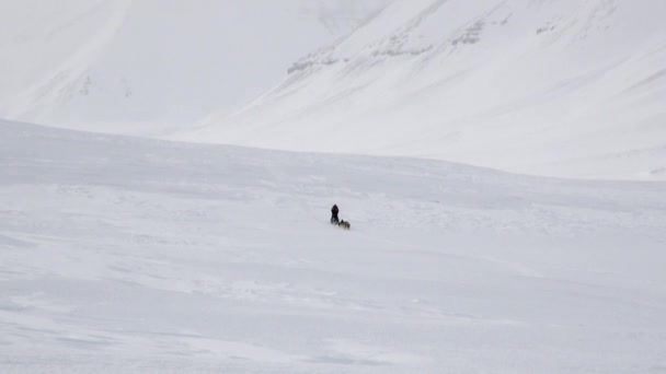 Человек на собачьих упряжках команда по белой снежной дороге Северного полюса в Арктике . — стоковое видео