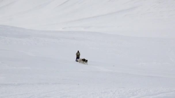 Man rider hundspann team på vit snöig väg av Nordpolen i Arktis. — Stockvideo