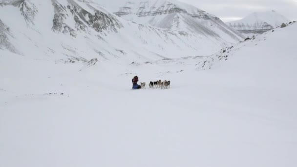 Άνδρας ιππασία σκυλί έλκηθρο στο λευκό χιονισμένο δρόμο του βόρειου πόλου στην Αρκτική. — Αρχείο Βίντεο