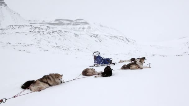 Эскимосская команда саней отдыхает на белой снежной дороге Северного полюса Арктики . — стоковое видео